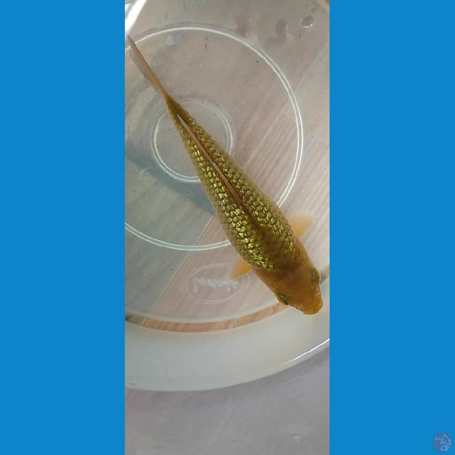 karamel ginrin bulky
