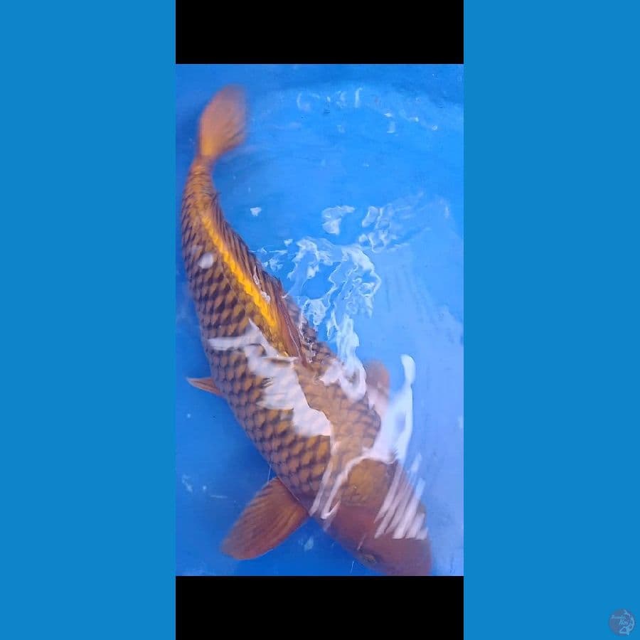 jantan 50 cm