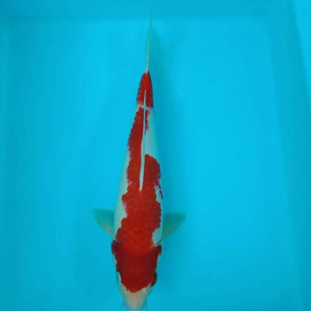 Kohaku 28 cm