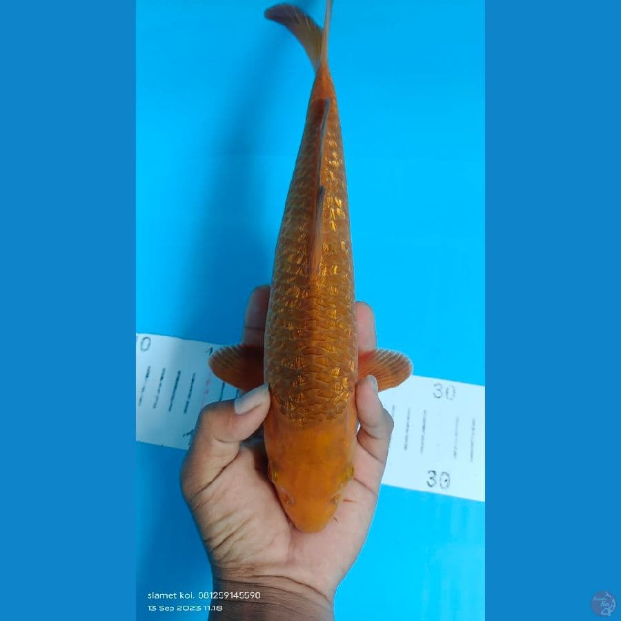 karamel ginrin 32cm jantan