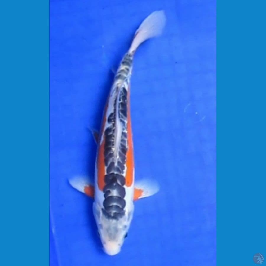 SHUSUI 28 CM