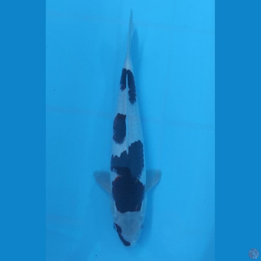 goromo 38cm/male