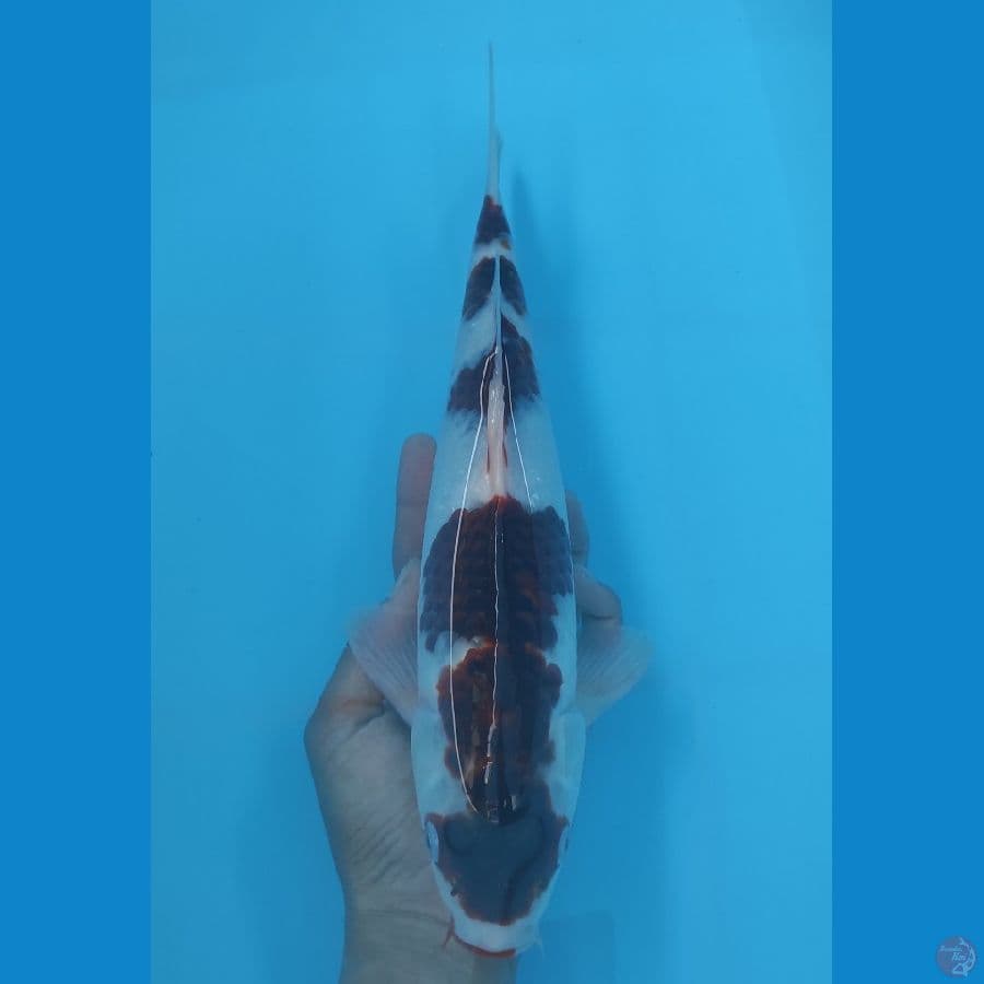 goromo 34cm/male
