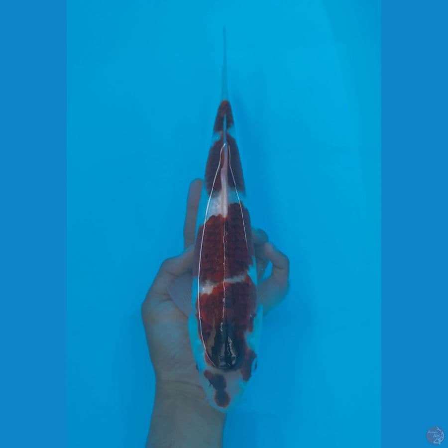 koromo 34cm/male