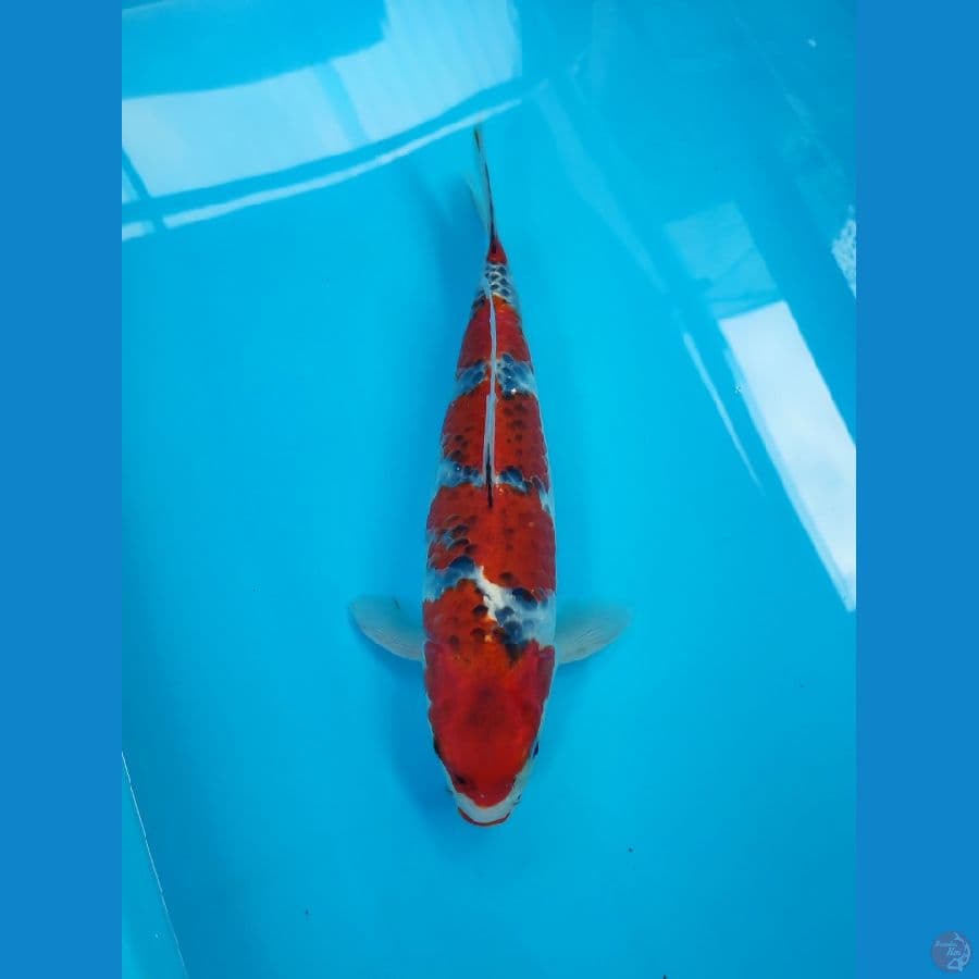 ghosiki 35cm/fm