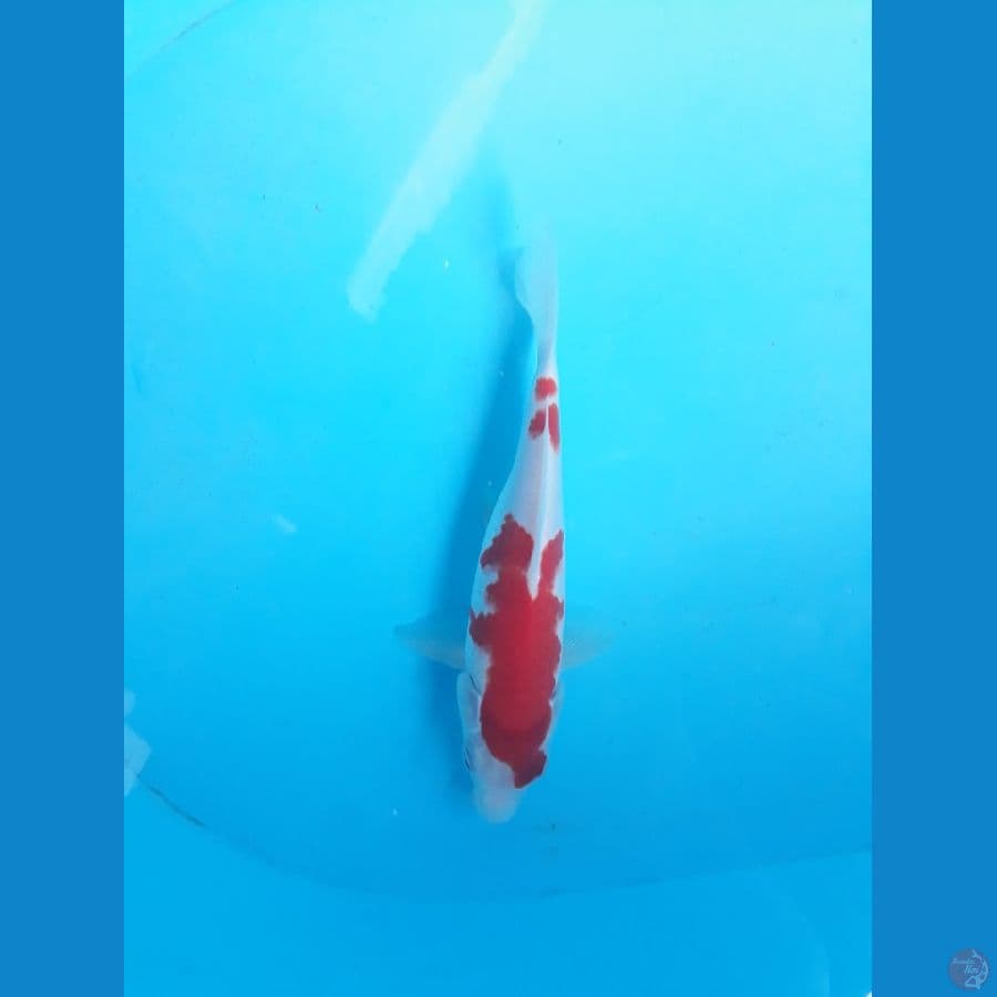 kohaku 22cm