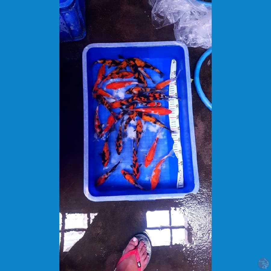 Paket 30 ekor bibitan showa 14-19cm layak di bsar kan