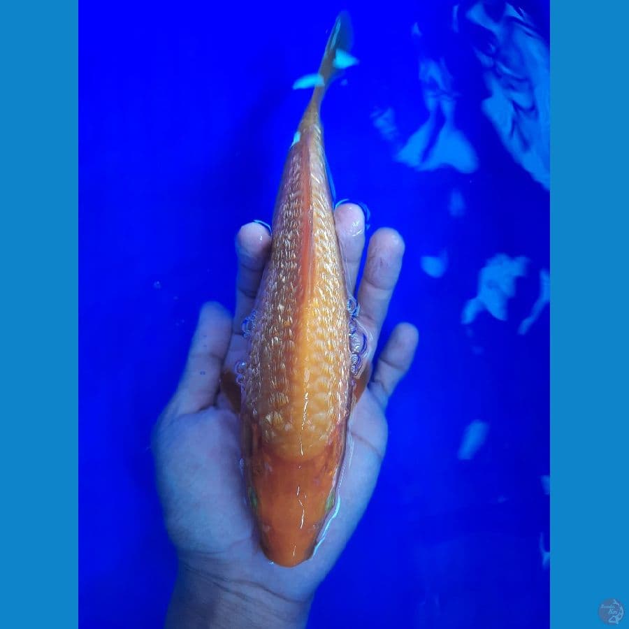 karamel 24cm
