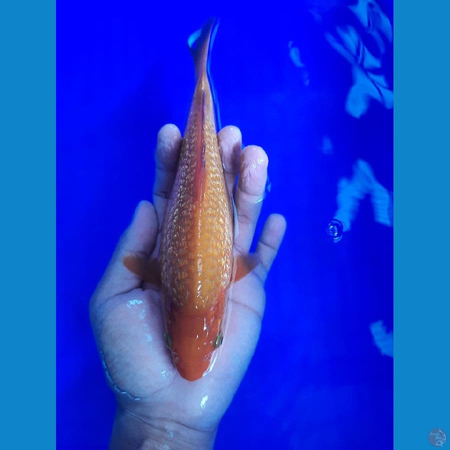 karamel 23cm