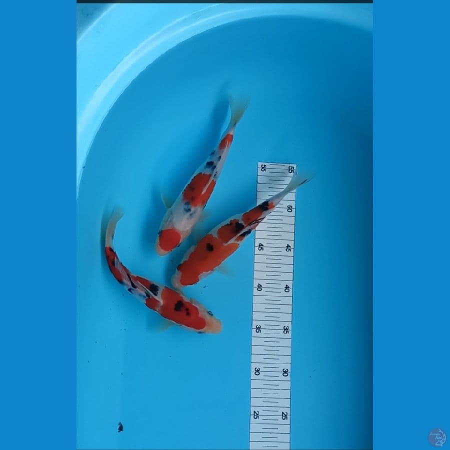 sanke 22 cm