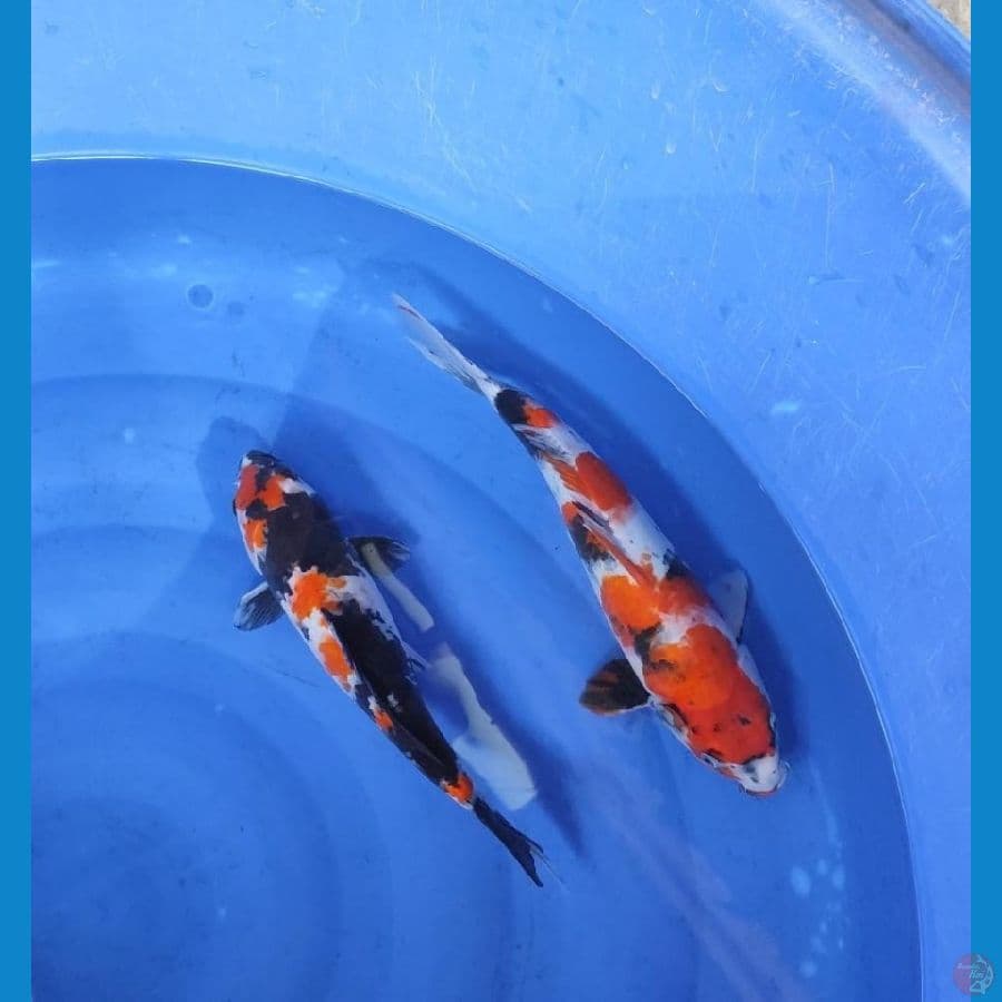 sowha sz -+30cm