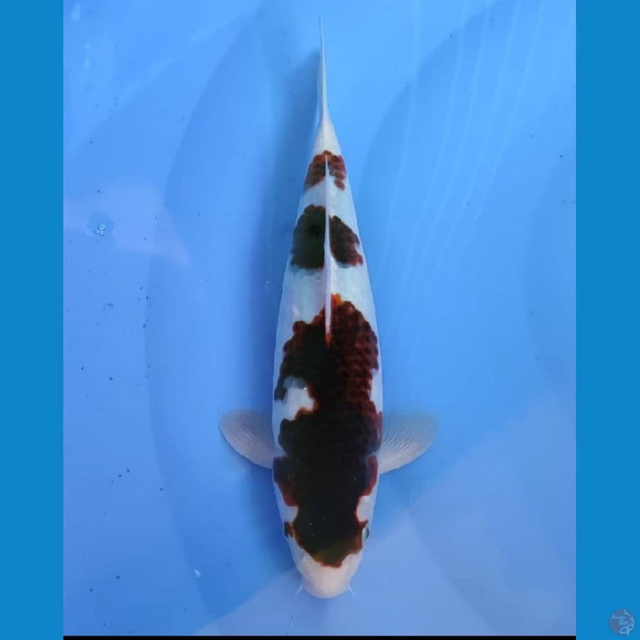 HQ GOROMO 30CM JANTAN ORYGINAL