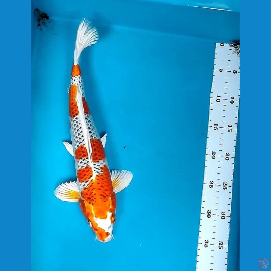 KUJAKU STRONG 37CM MALE