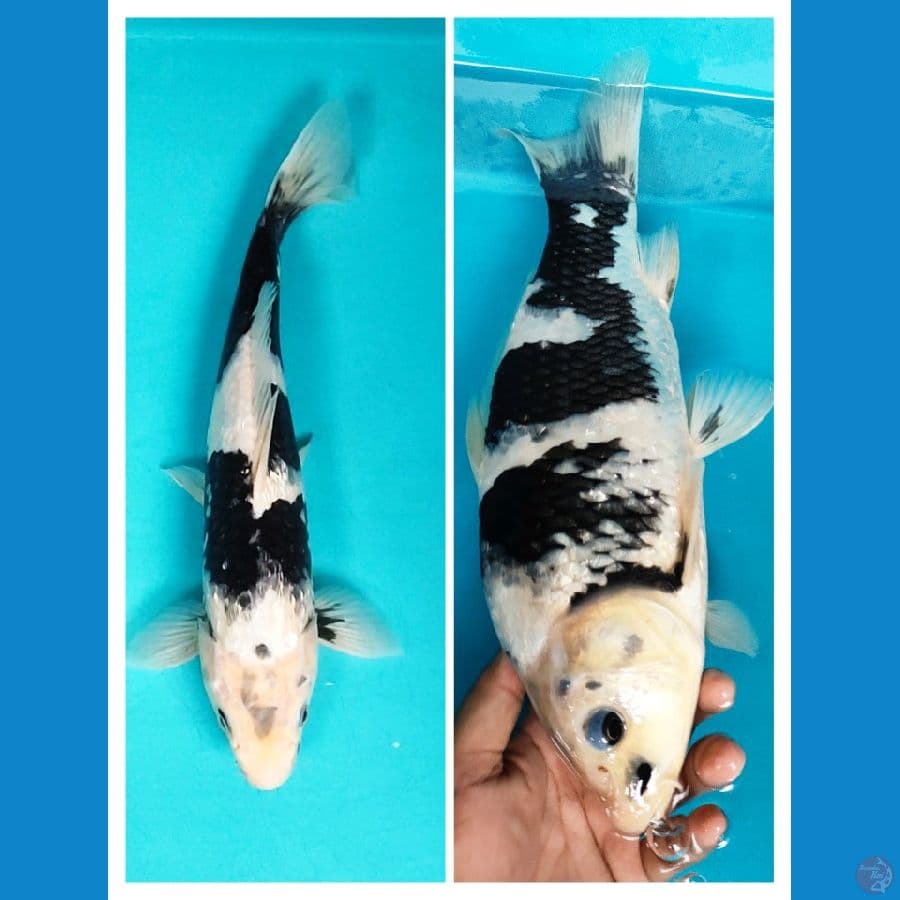 SHIRO GINRIN SUMI PEKAT 32CM MALE