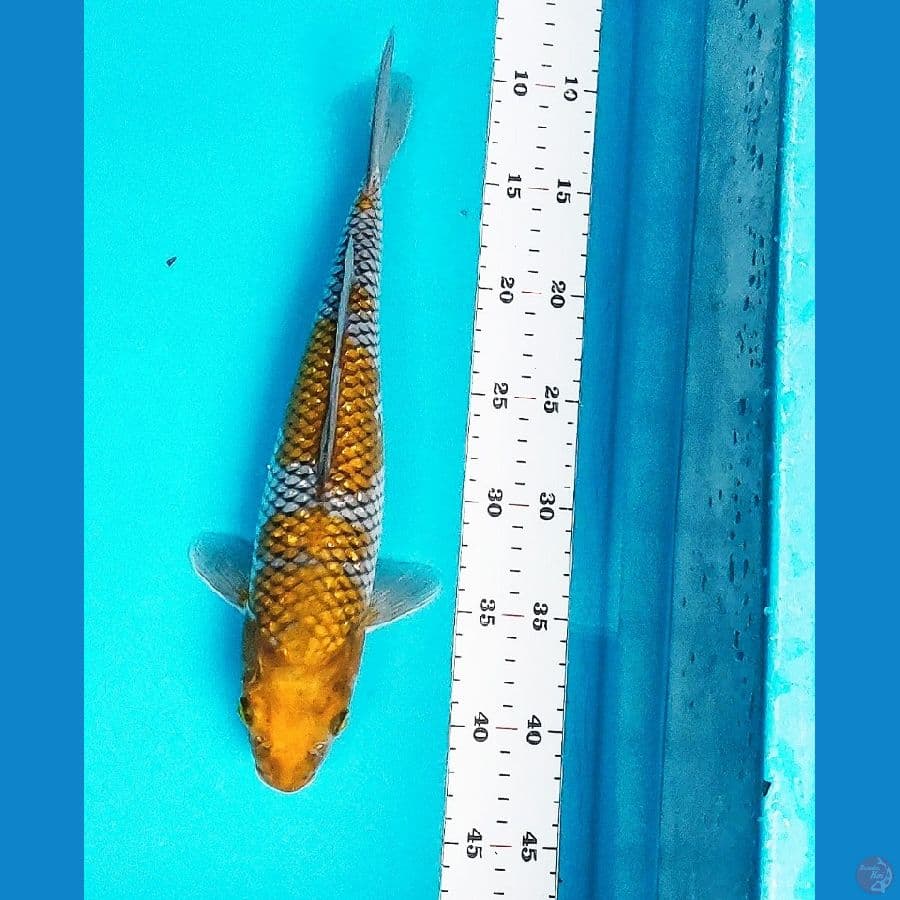 OCHIBA SHIGURE 32CM FM
