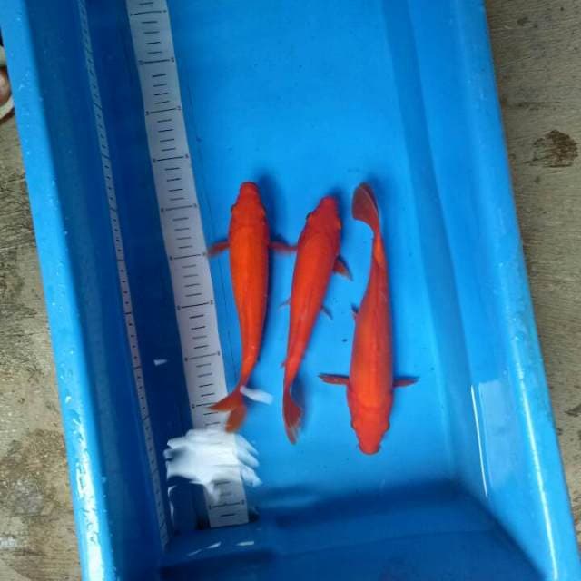 3 ekor Merah darah 1Ekor doit 24-26 cm