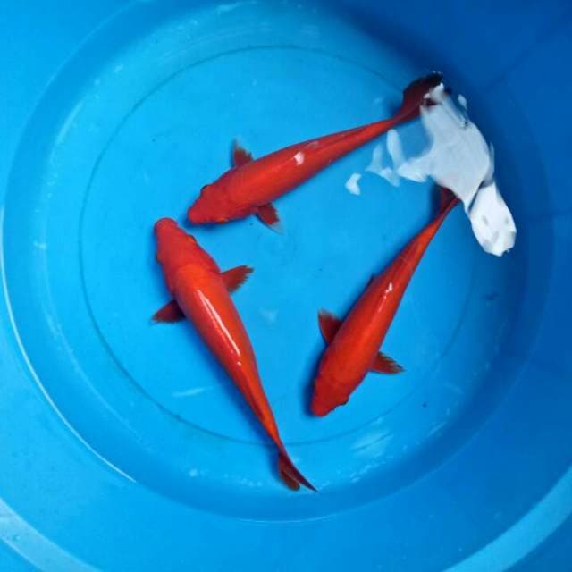 3 ekor Merah darah 1Ekor doit 24-26 cm