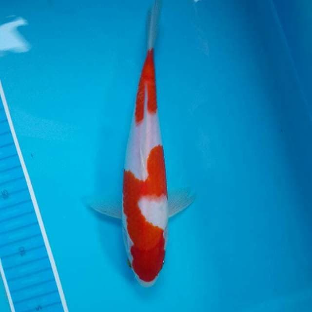 Kohaku merah tajam
