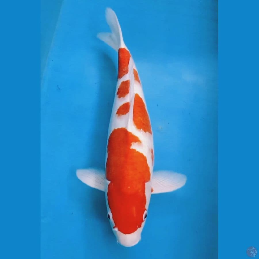 Kohaku 49cm