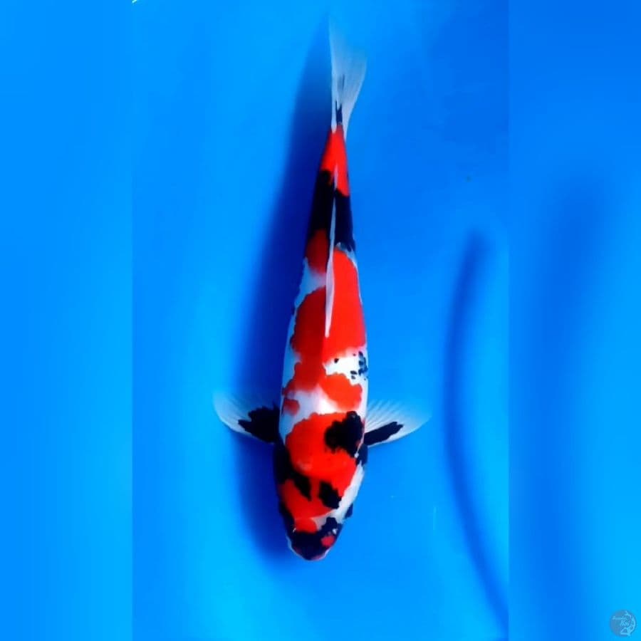 SHOWA SUPER HALUS # 36CM - M