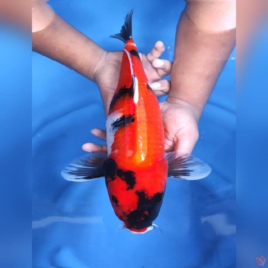 SHOWA JUMBO # 42CM - F
