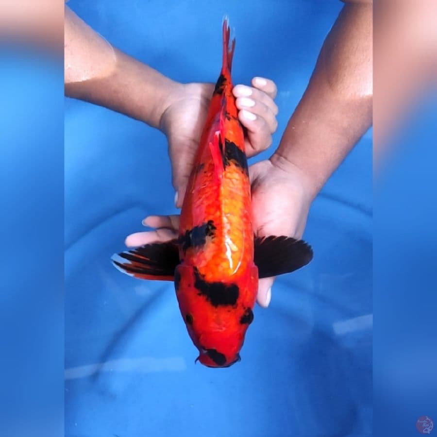 HI UTSHURI MANTAP # 39CM -F