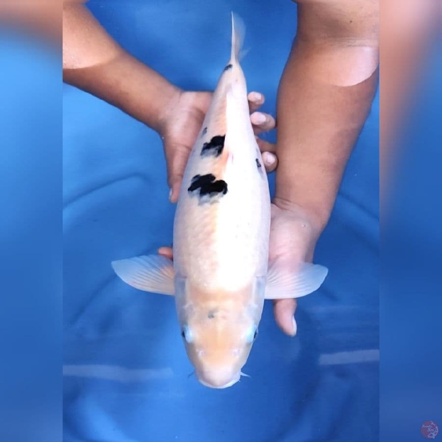 SUPER BEKKO TURPEDO # 47CM - F