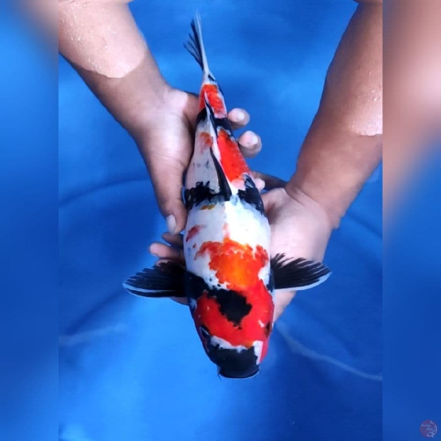 KINDAI SHOWA # 37CM - F