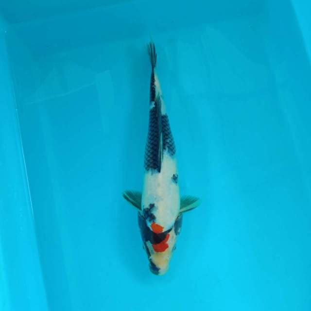 Tancho showa 28 cm