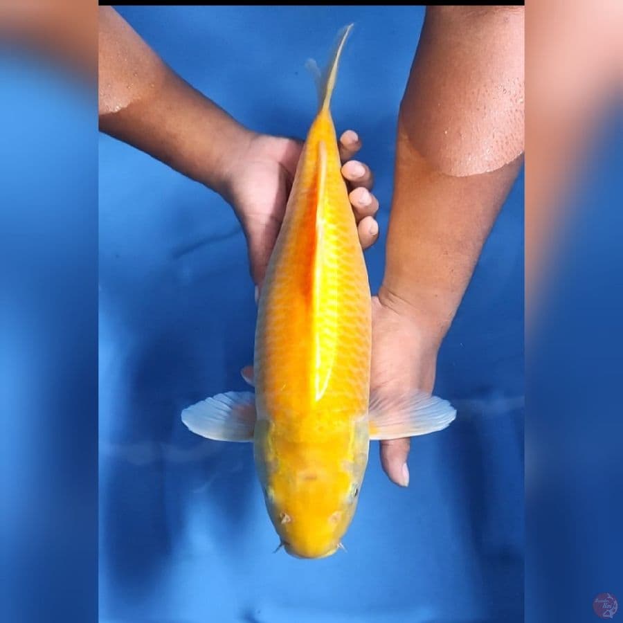 JUMBO KARASHI ISTIMEWA # 44CM -F