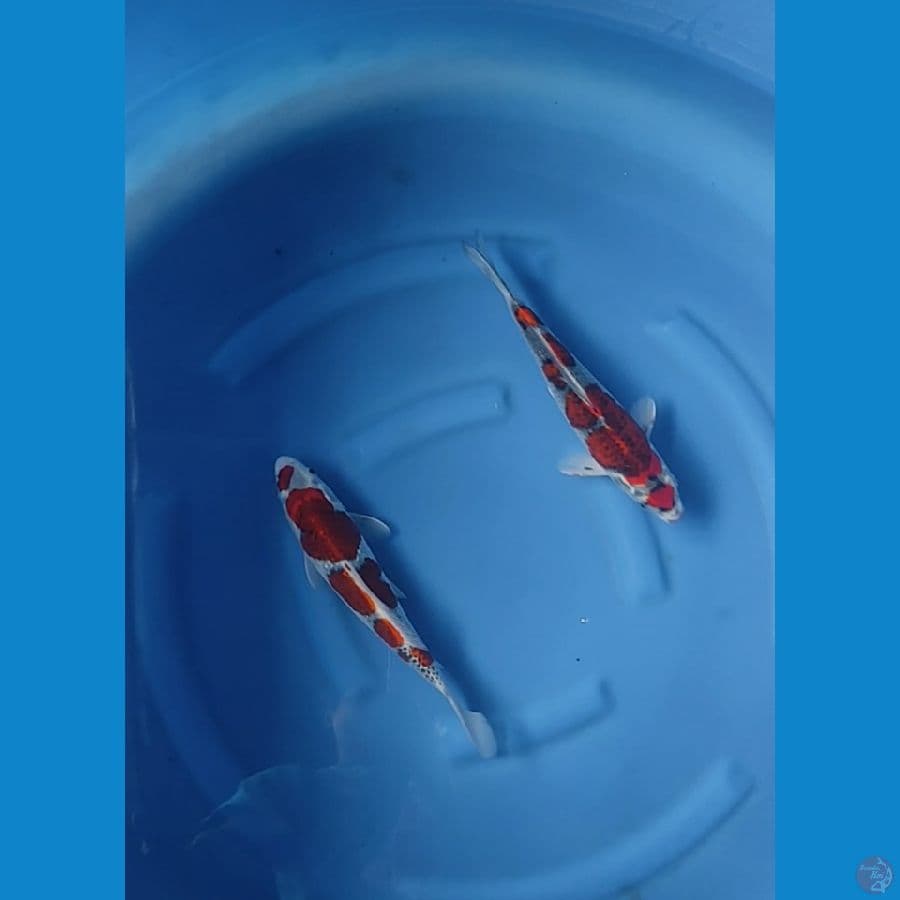 gosiki 32cm male semua