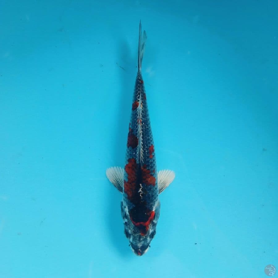 BENI SAKURA GINGGA 19CM