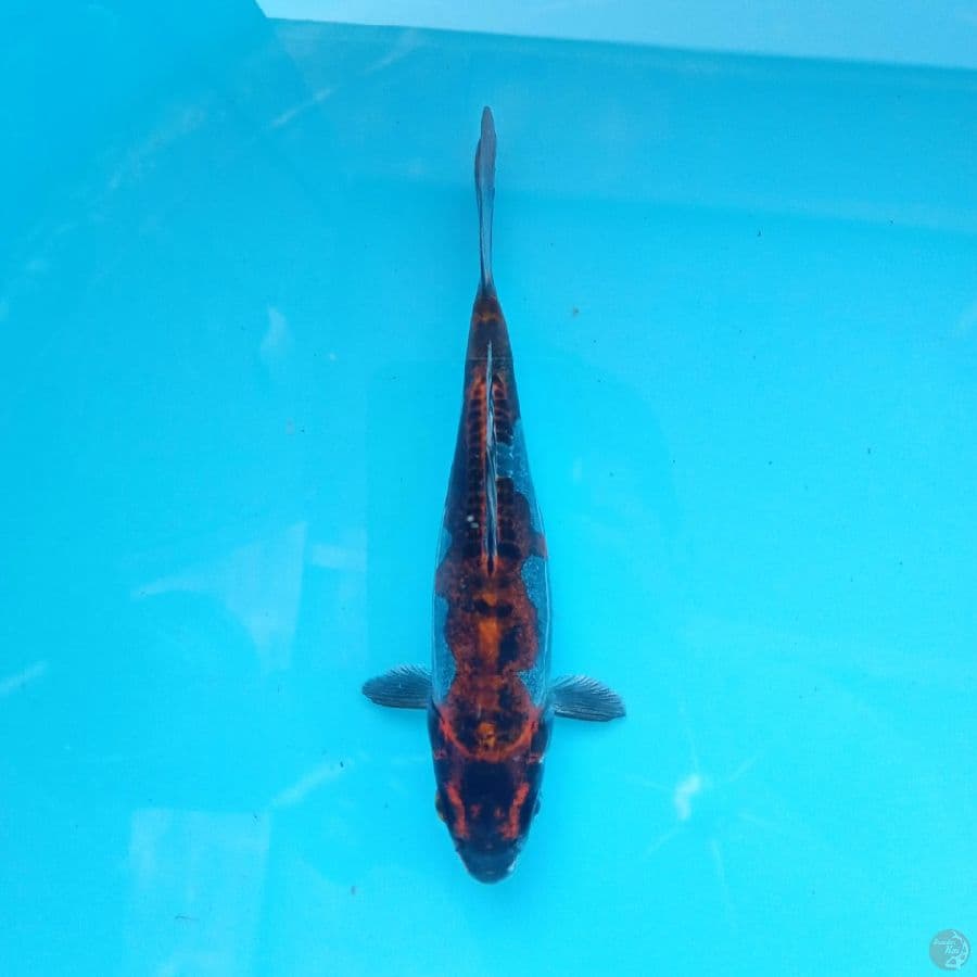 INAZUMA KIKOKURYU 18CM