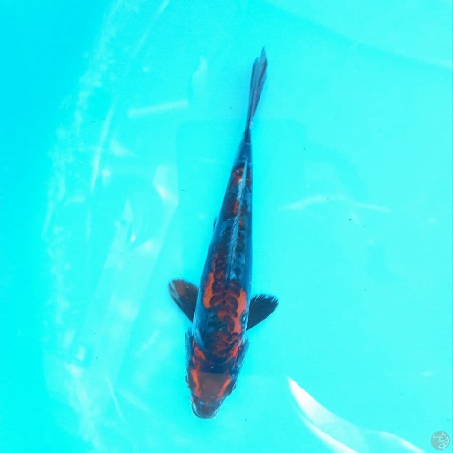 INAZUMA KIKOKURYU 18CM