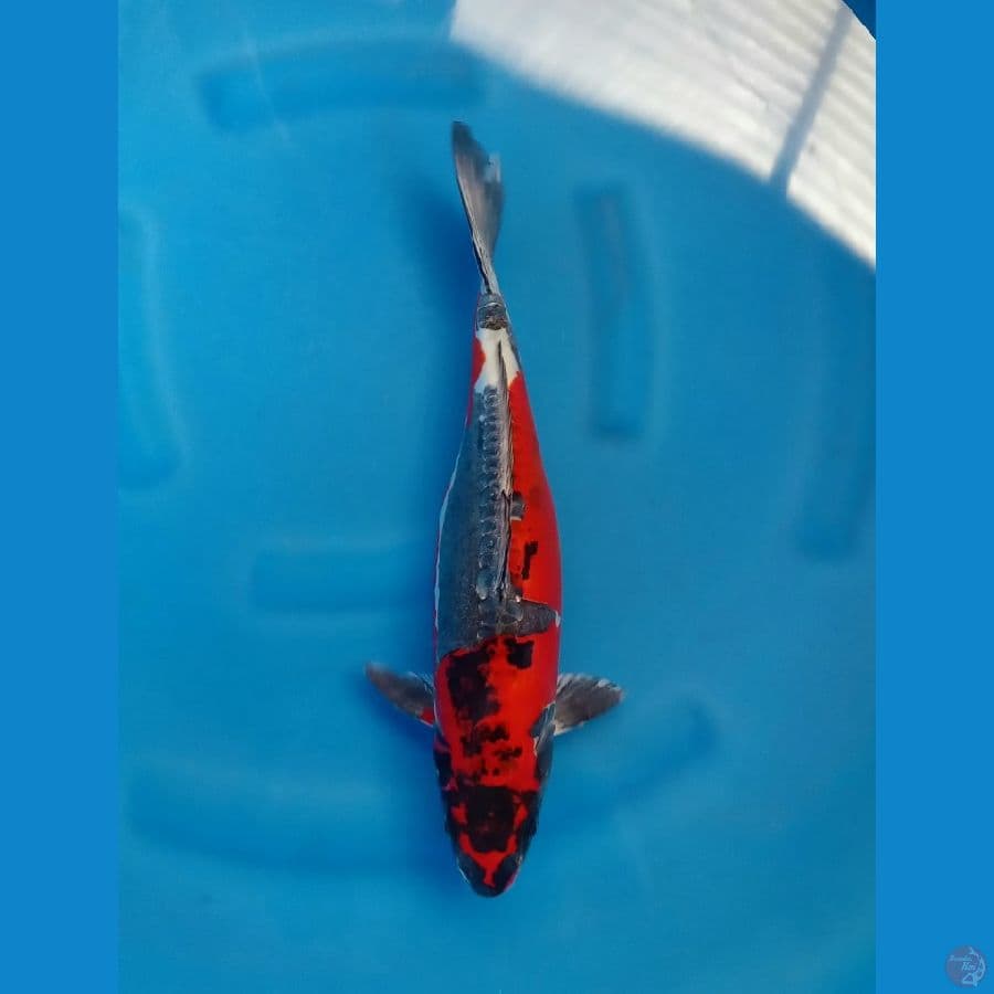 BENI KIKOKURYU MERAH DARAH HQ 40CM/F