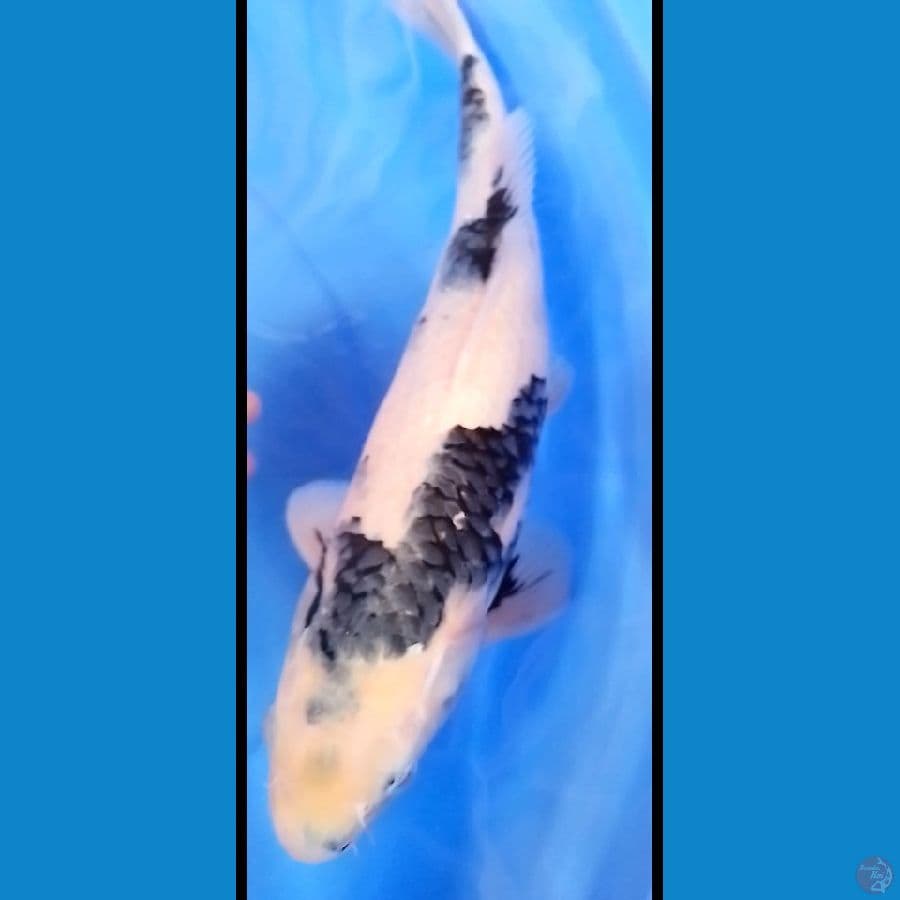 ikan koi shiro jantan 39 cm