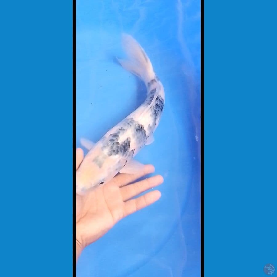 Ikan shiro jantan 36 cm