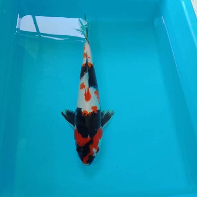 Showa kindai 28 cm male
