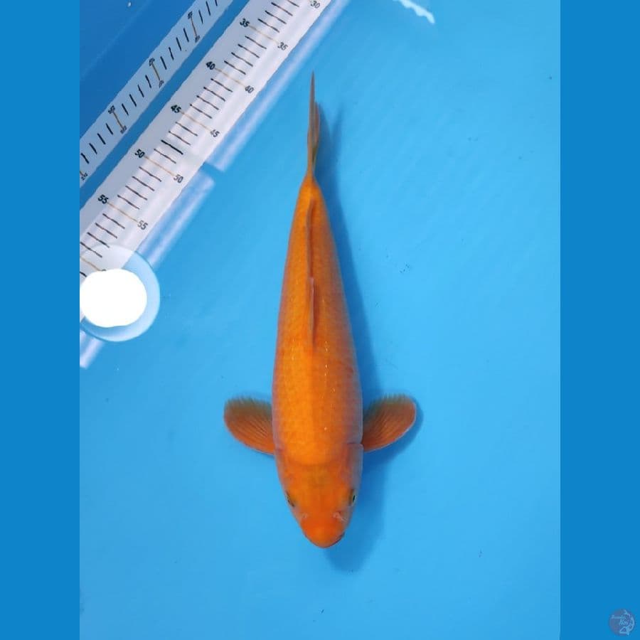 KARASHI BAKAT JUMBO 35CM - MALE