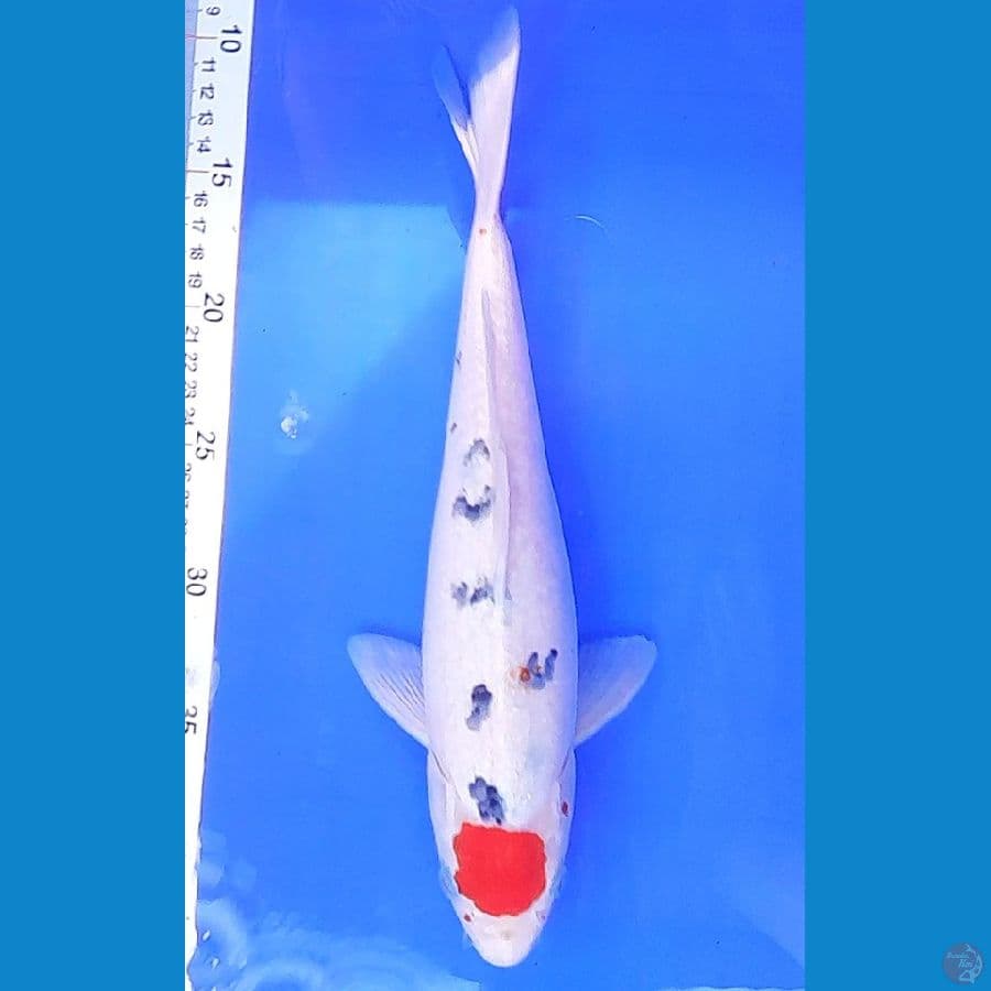 TANCHO SHANKE (32CM)