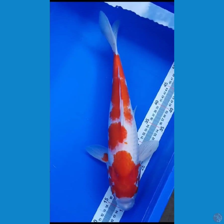 KOHAKU (42CM)