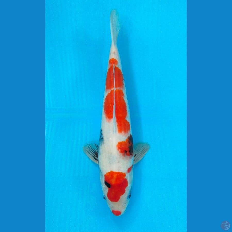 SHOWA (30CM)