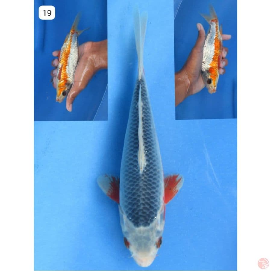 19cm, Male Asagi