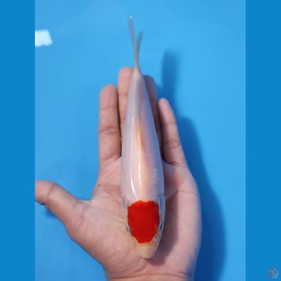 03 ORIGINAL TC 22CM - MALE