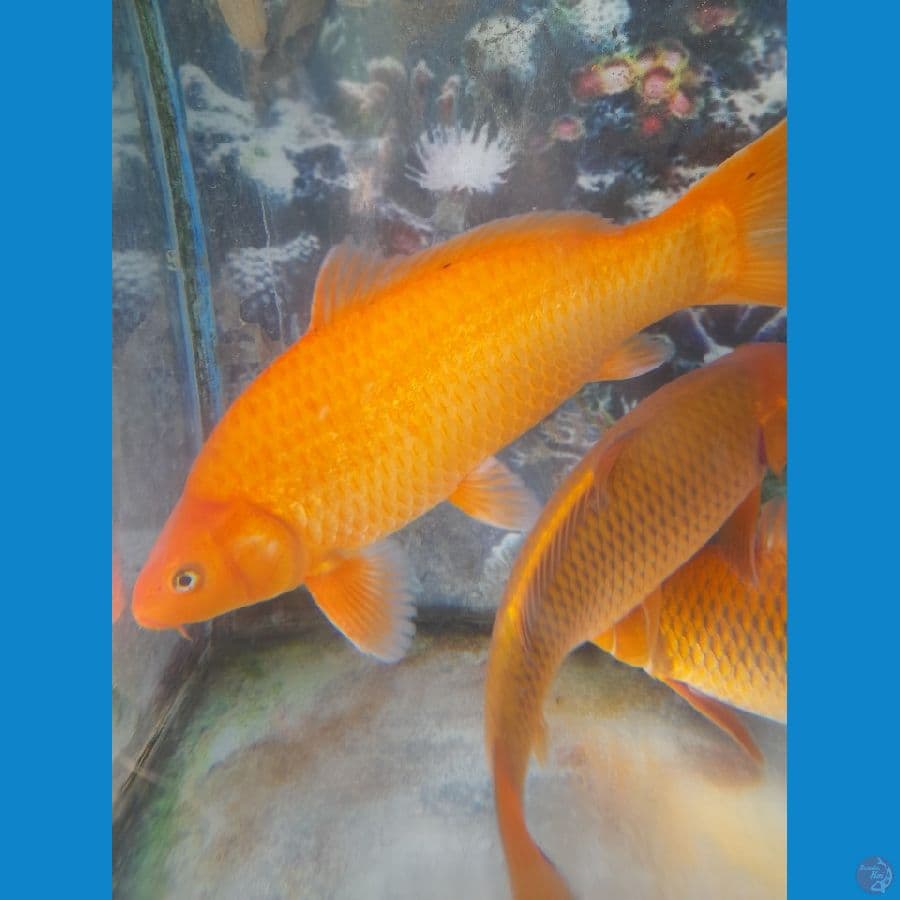 Bencha khusnul 40cm Jantan