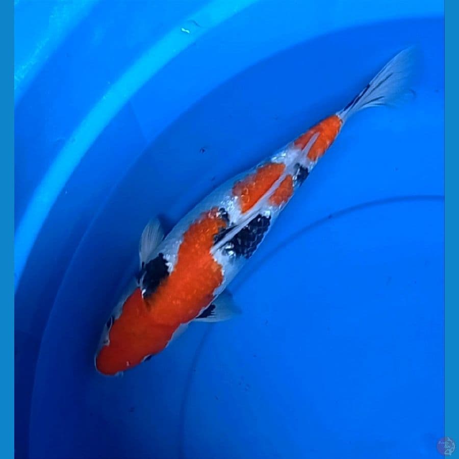 Showa SQ 35cm Female