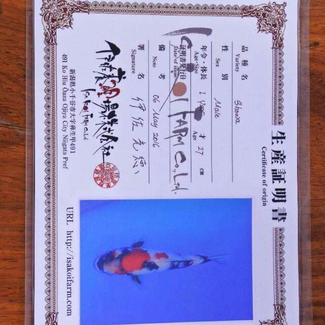 Showa import serti