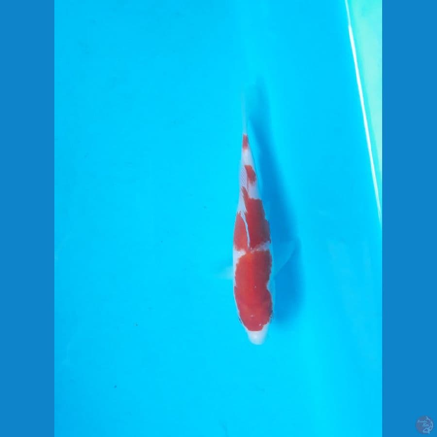 kohaku