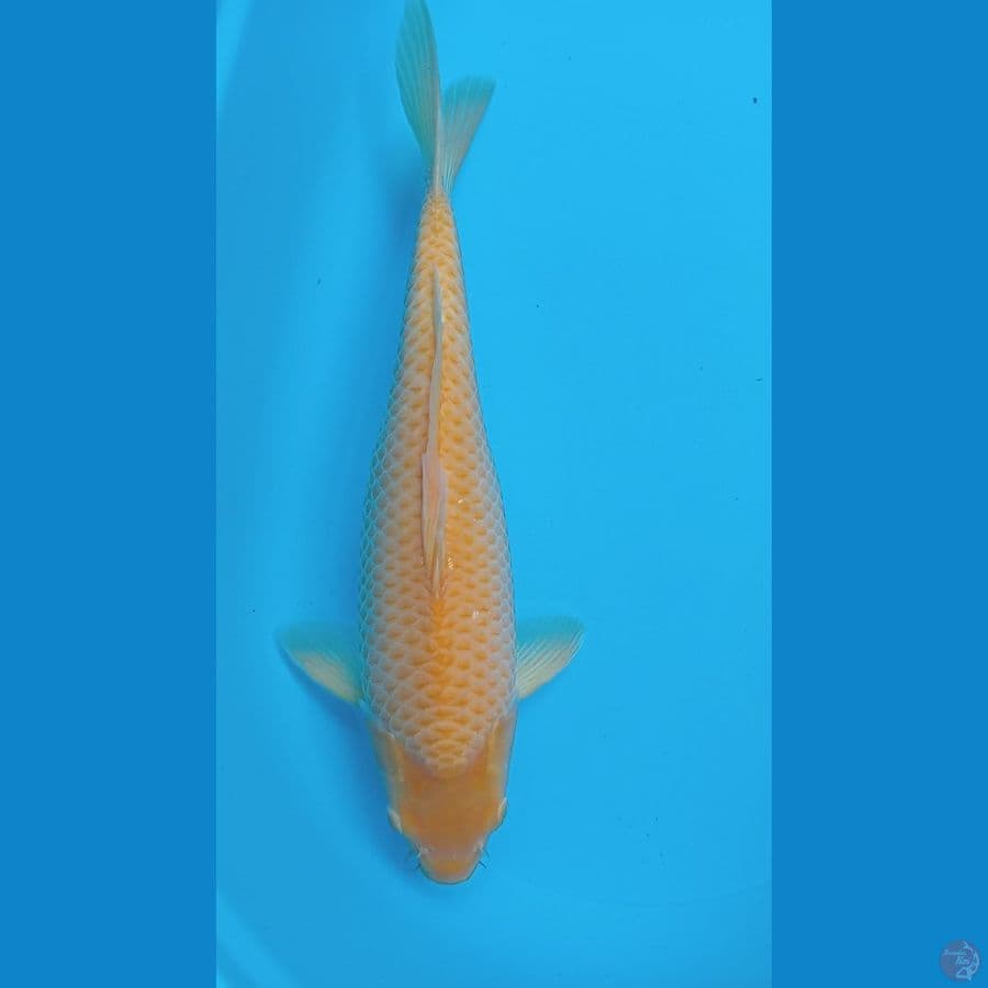 Jagung merah