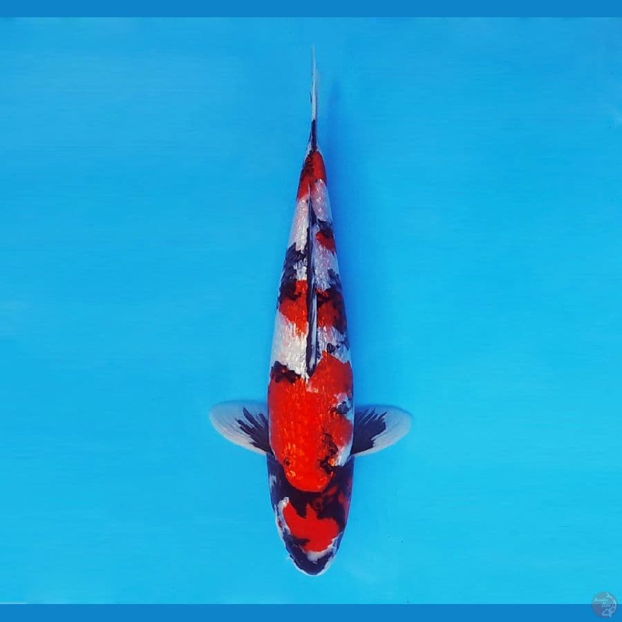 FUJI 2 - Showa Gin Rin 32 cm/male ®